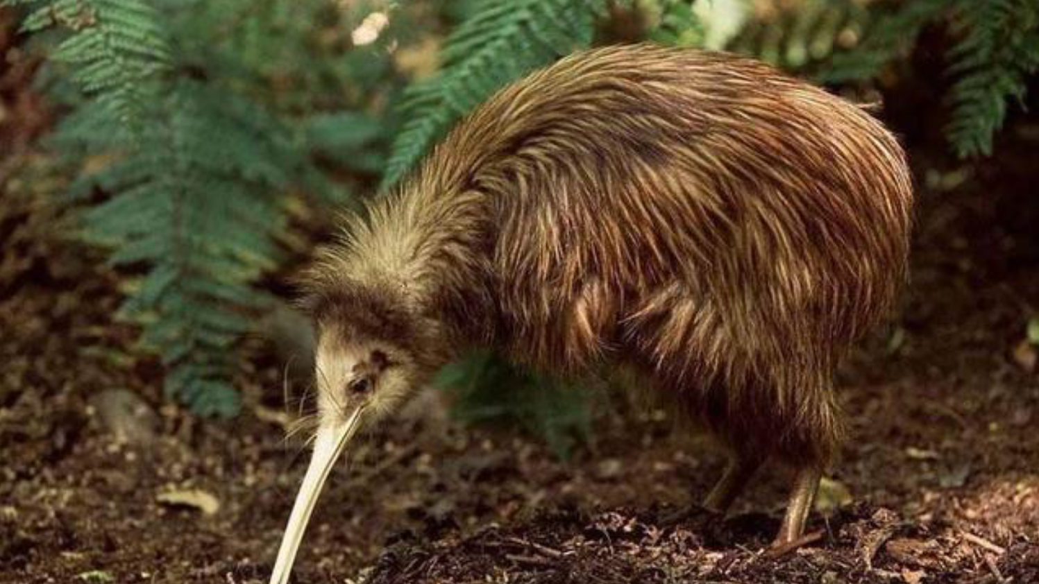 这种不会飞翔的鸟，看起来像是鸵鸟的缩小版，嗅觉灵敏善于捕虫