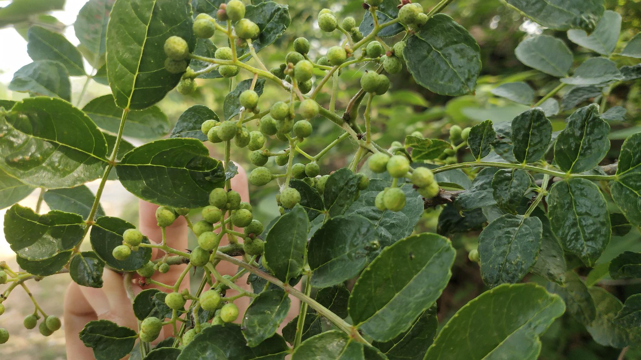 路边的花椒叶煮水泡脚厉害了,原来对人还有这好处,值得收藏