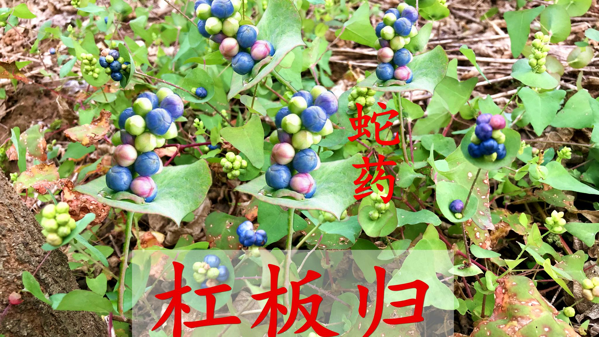 农村路边的杠板归,一种蛇都害怕的植物?这3个用途要了解