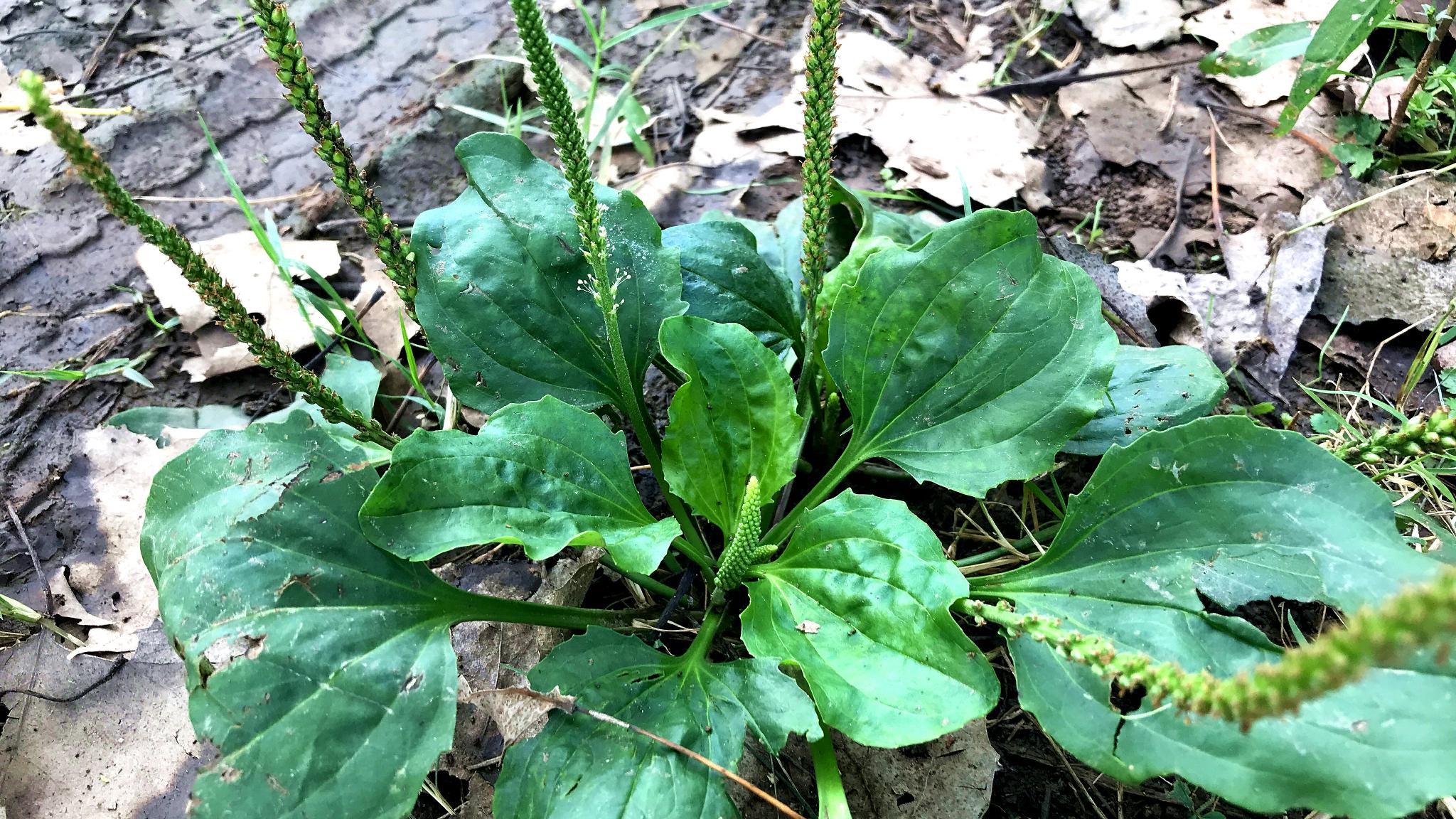 农村的"车前草煮鸡蛋"作用厉害了,看看对人有啥好?