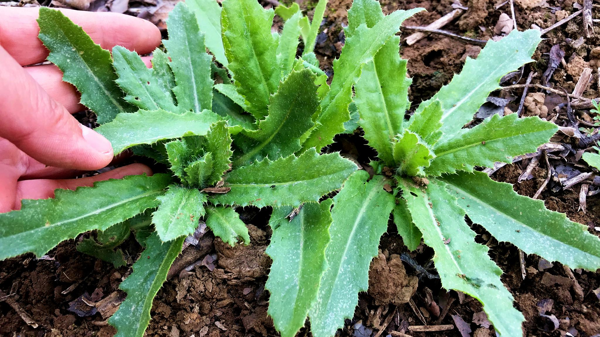 春天的刺儿菜是个宝到底有啥好价值今天终于找到答案了