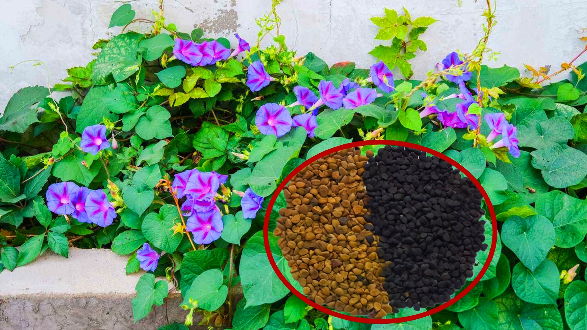 牵牛花的种子叫姜粮籽农民称它黑丑到底有啥好价值