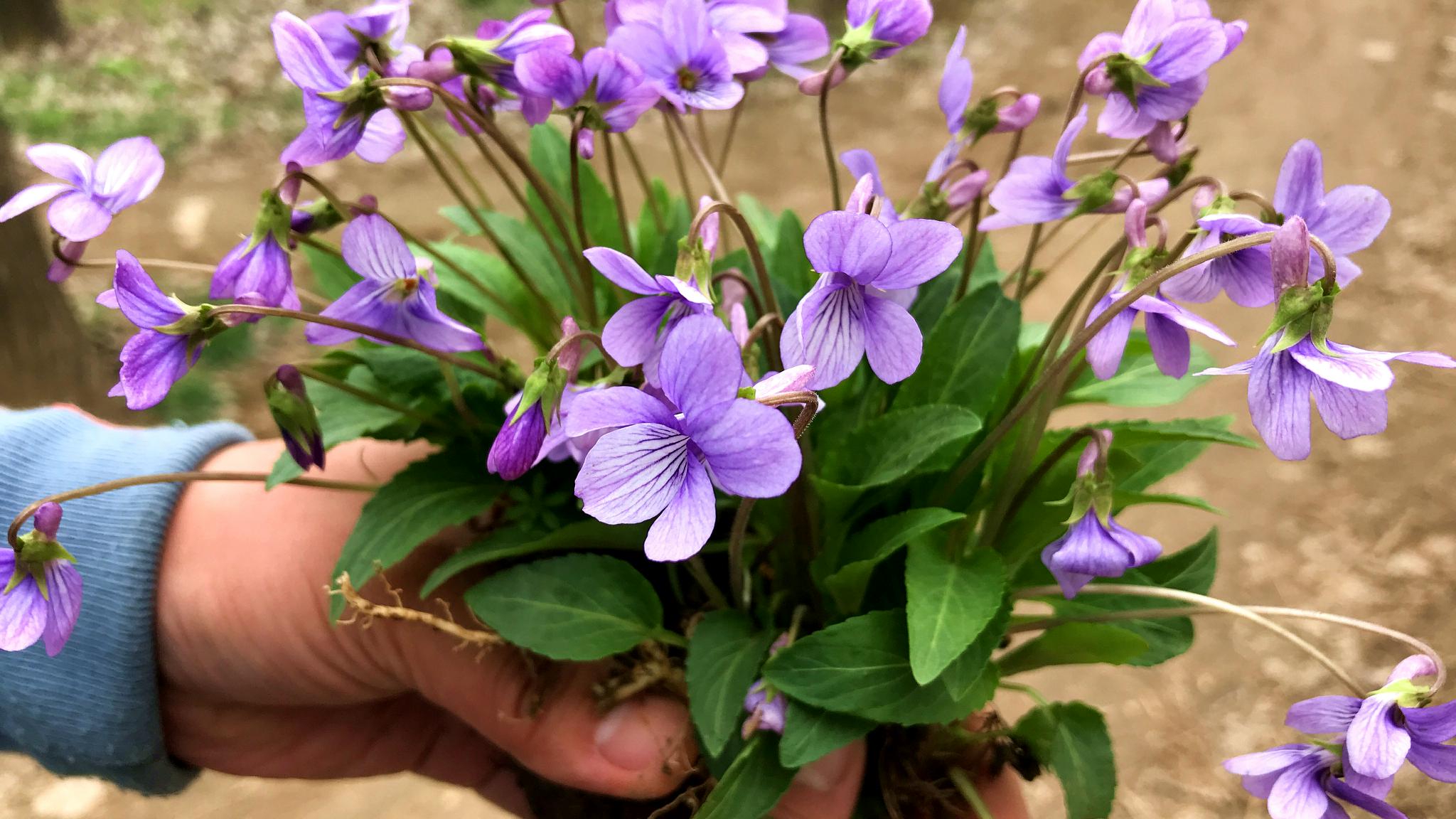 犁头草别名紫花地丁没想到它的价值这么好记得挖回家