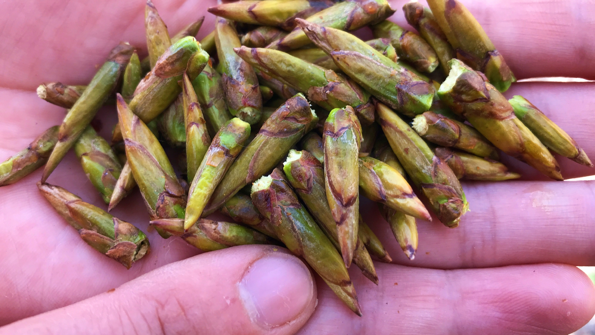 春天的杨树芽,为啥一斤能卖30元?看完视频别再被骗了!