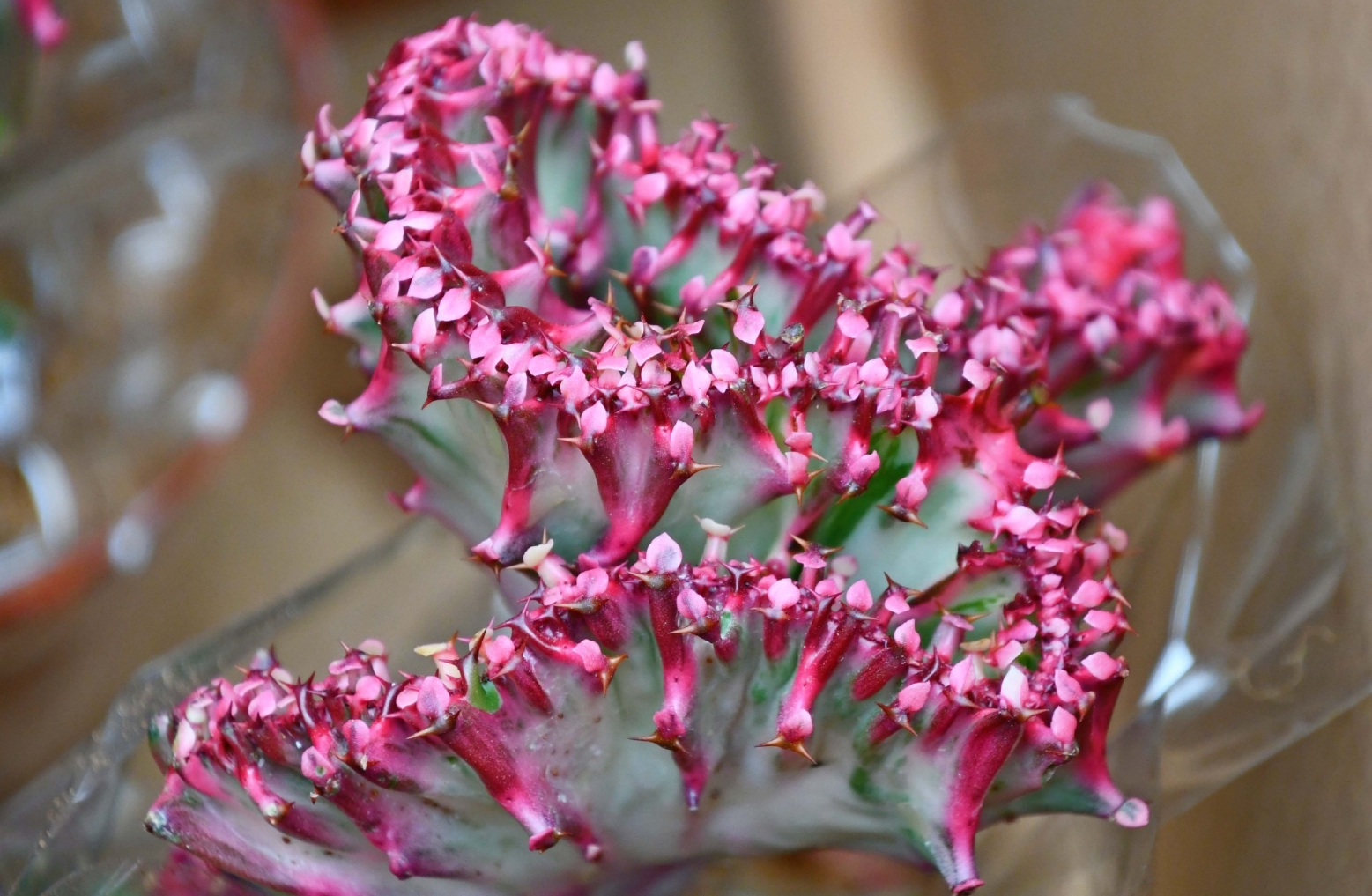多肉植物彩麒麟,原创拍摄|麒麟|多肉植物|原创_新浪新闻