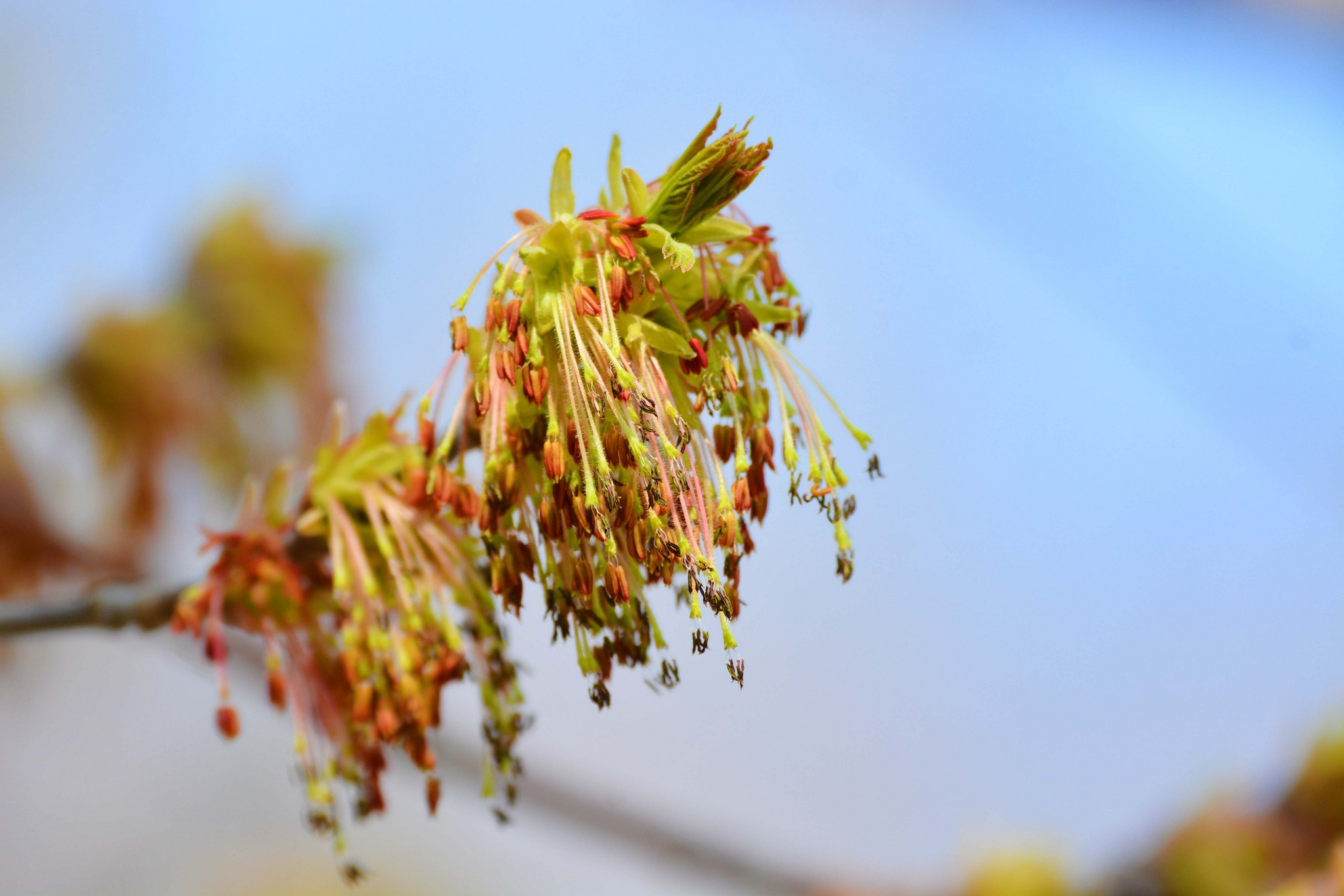 白蜡树花穗,原创拍摄