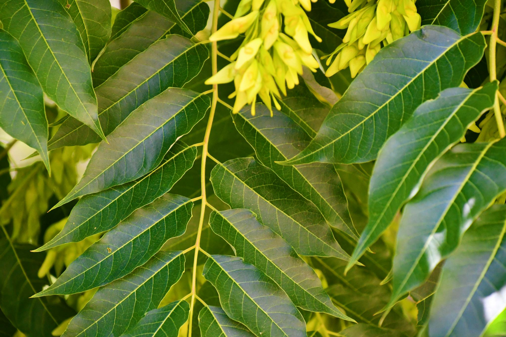 白蜡树叶,原创拍摄