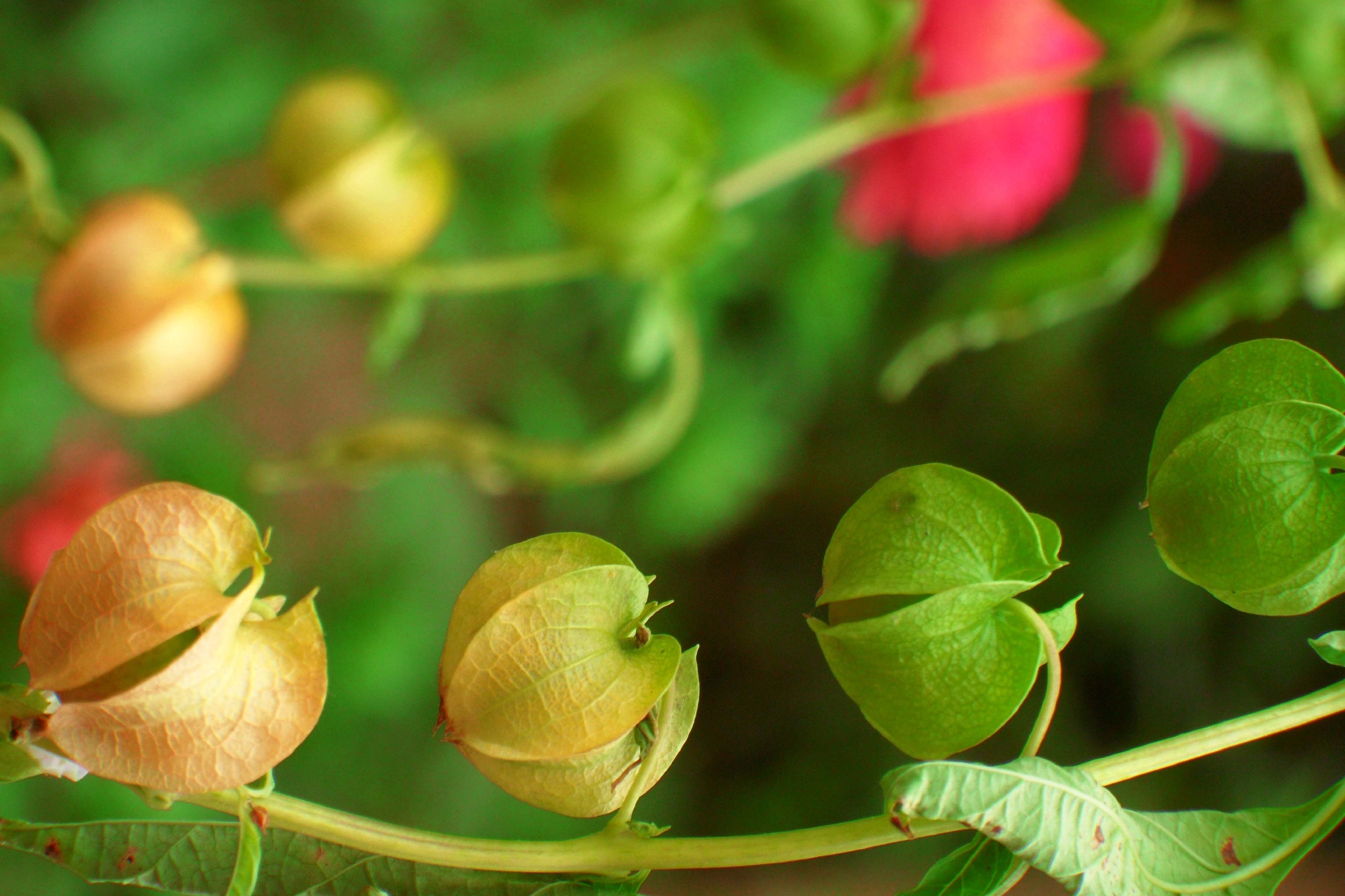 假酸浆,原创拍摄
