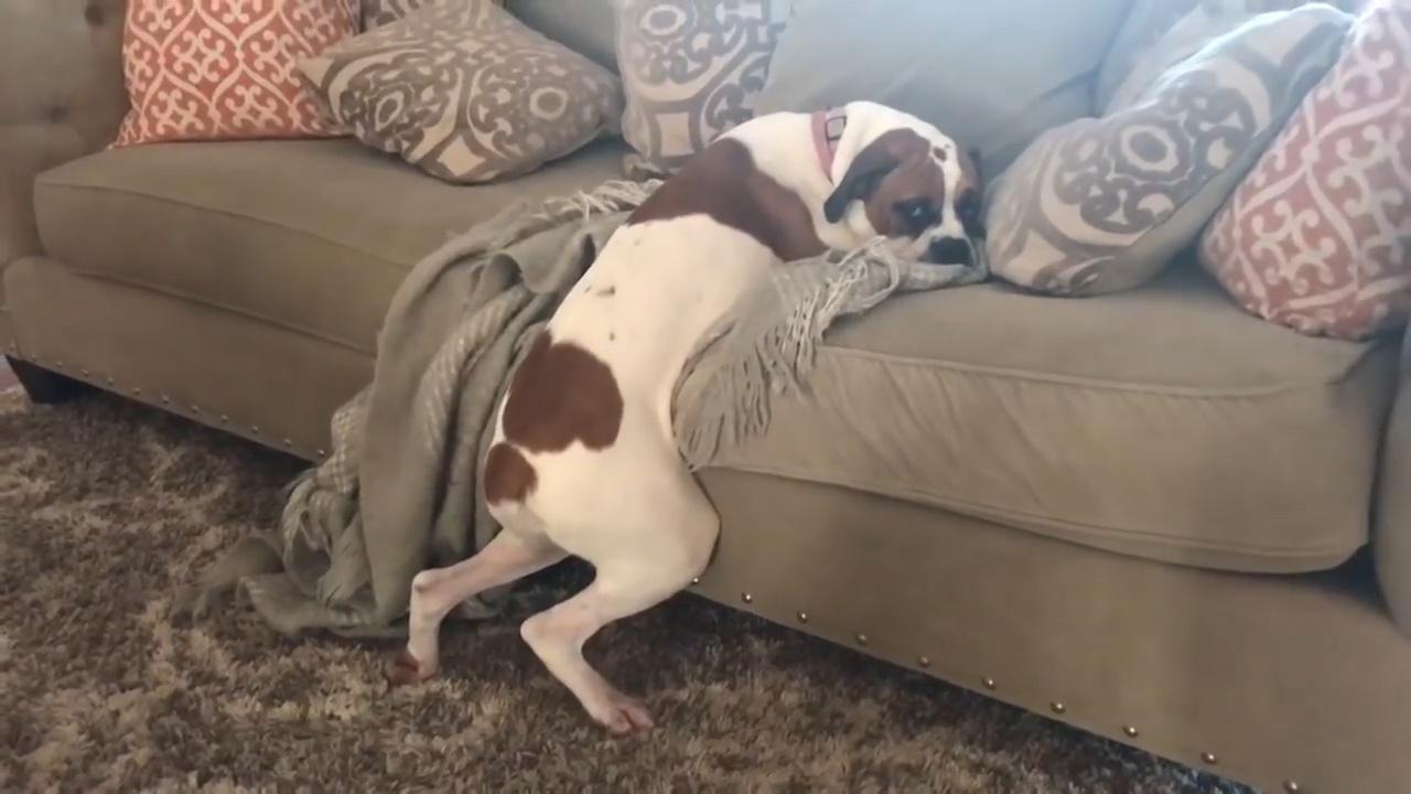 狗狗不听主人命令,非要趴在沙发上,你这么聪明你主人知道吗