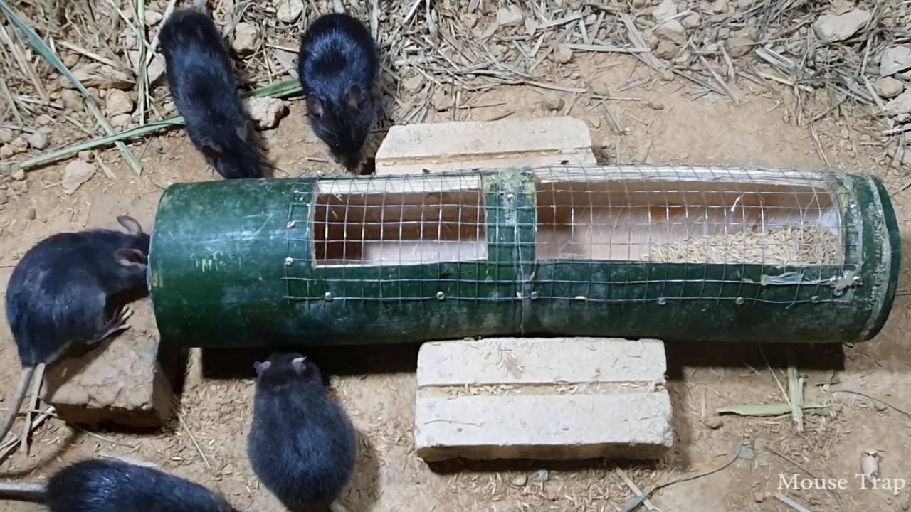 捕鼠神器用竹子制作一个捕鼠器