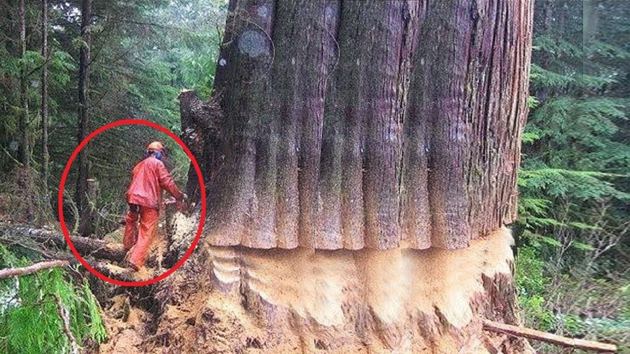 参天大树是如何砍伐的?过程很震撼__财经头条