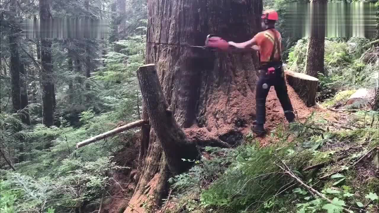 外国人砍树真是拿生命在表演不过这波操作还是很牛的