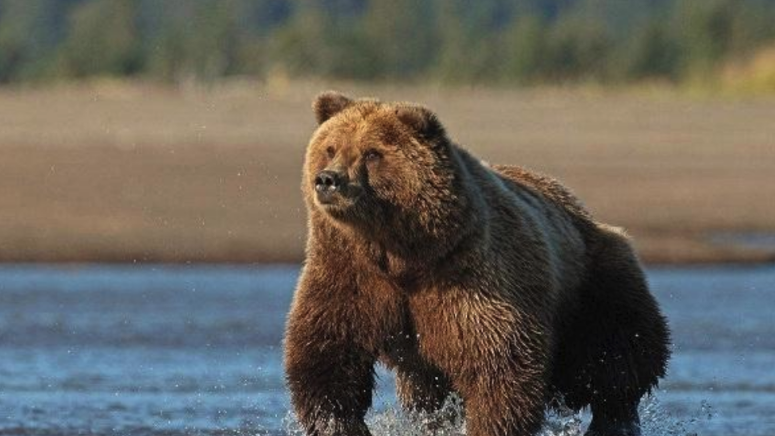 当棕熊遇到北极熊,谁的胜算更大?