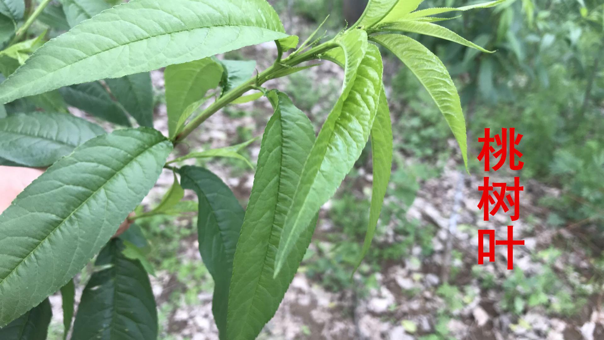 不起眼的"桃树叶",用途可值钱了?我也是刚知道,涨知识!