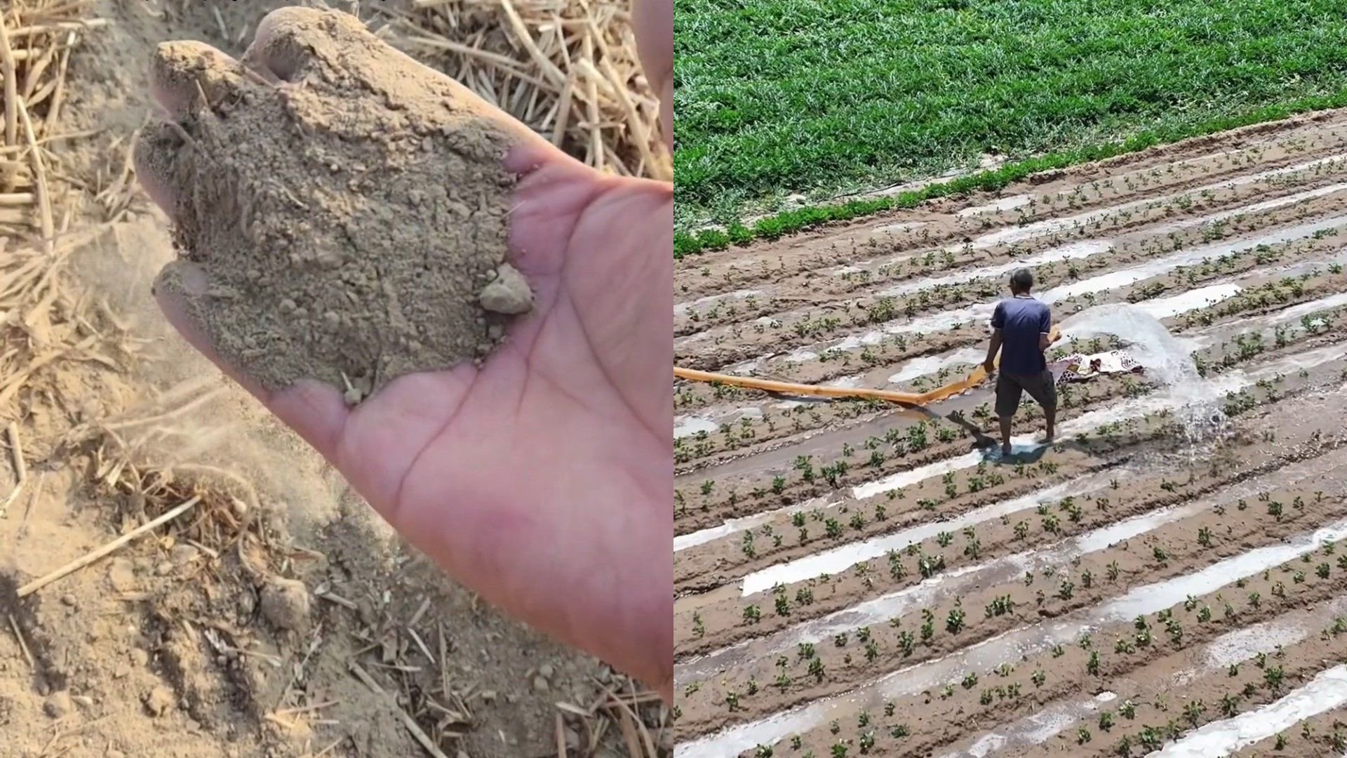 河南多地干旱!几个月没下雨:农民顶着40度高温没日没夜浇地抗旱|干旱|河南_新浪新闻