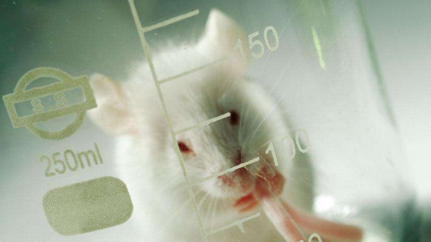 为何科学家大多用小白鼠做实验,而不用灵长类动物?