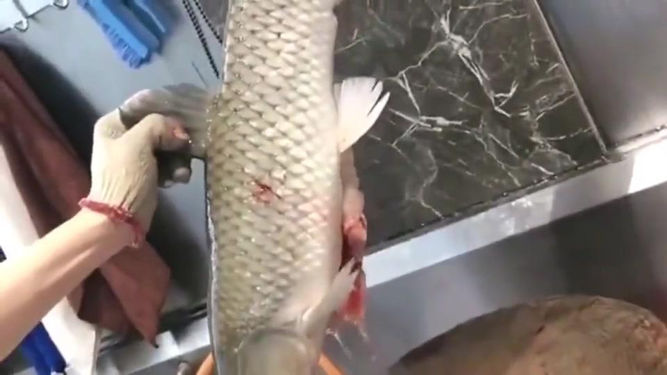 草鱼做鱼生放血的过程真不是一般人弄得来!