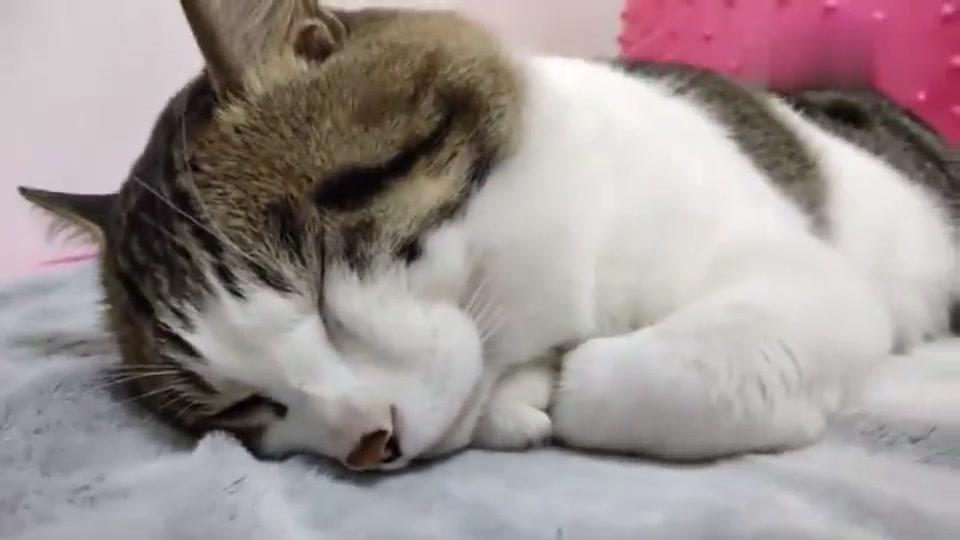 猫咪趴着睡觉,主人说话它还不忘回应着,太可爱暖心了!
