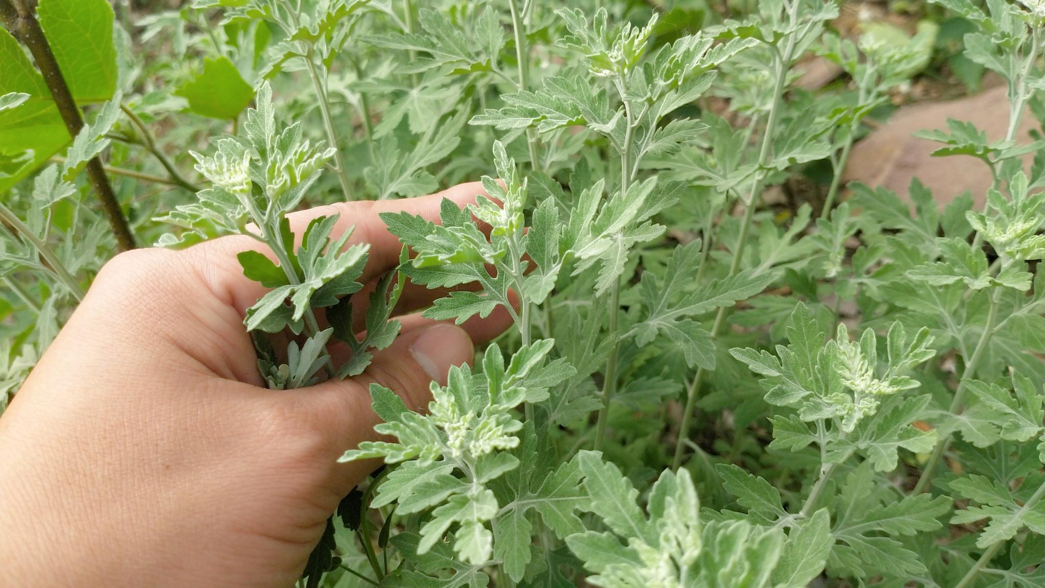 艾叶煮水泡脚到底有啥好?我也是今天才知道,记得叮嘱家人哦!