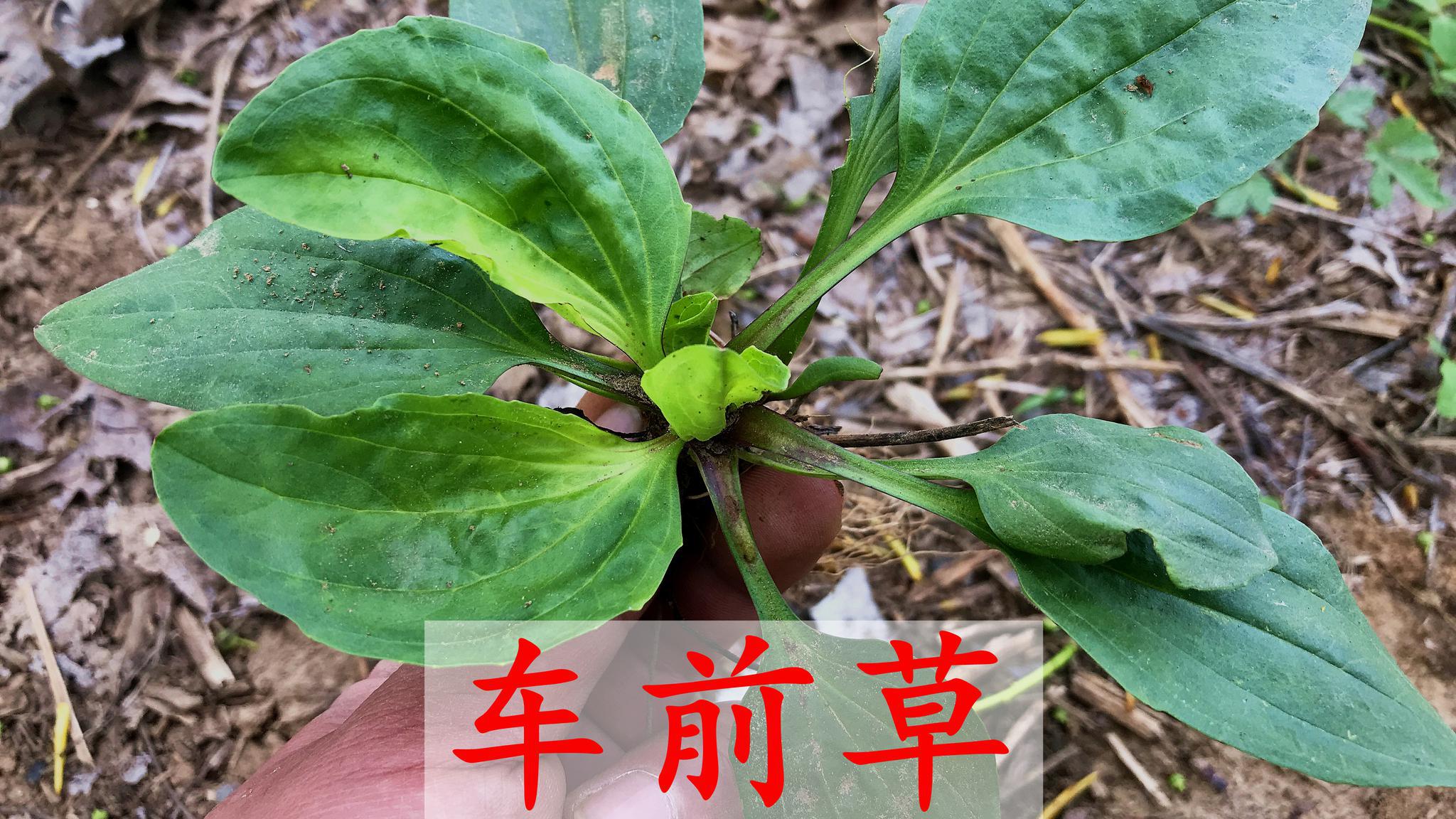 农村这种植物叫车前草,它有几个厉害妙用,值得大家去了解
