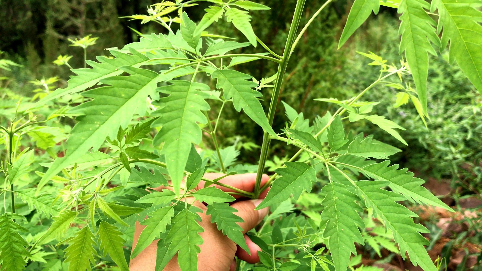 黄荆叶,到底有啥价值与用途?农民抢着摘回家__财经头条