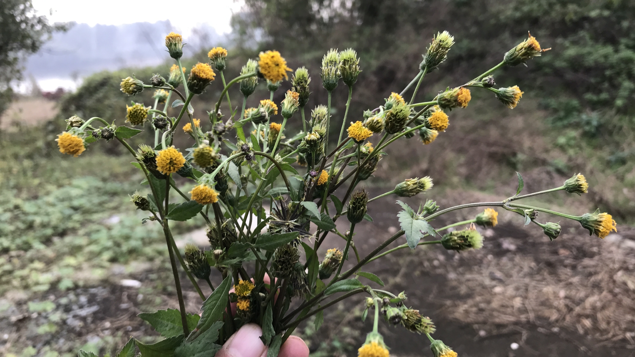 鬼针草,名字很可怕,民间却有妙用,拿来煮水喝作用厉害了__财经头条