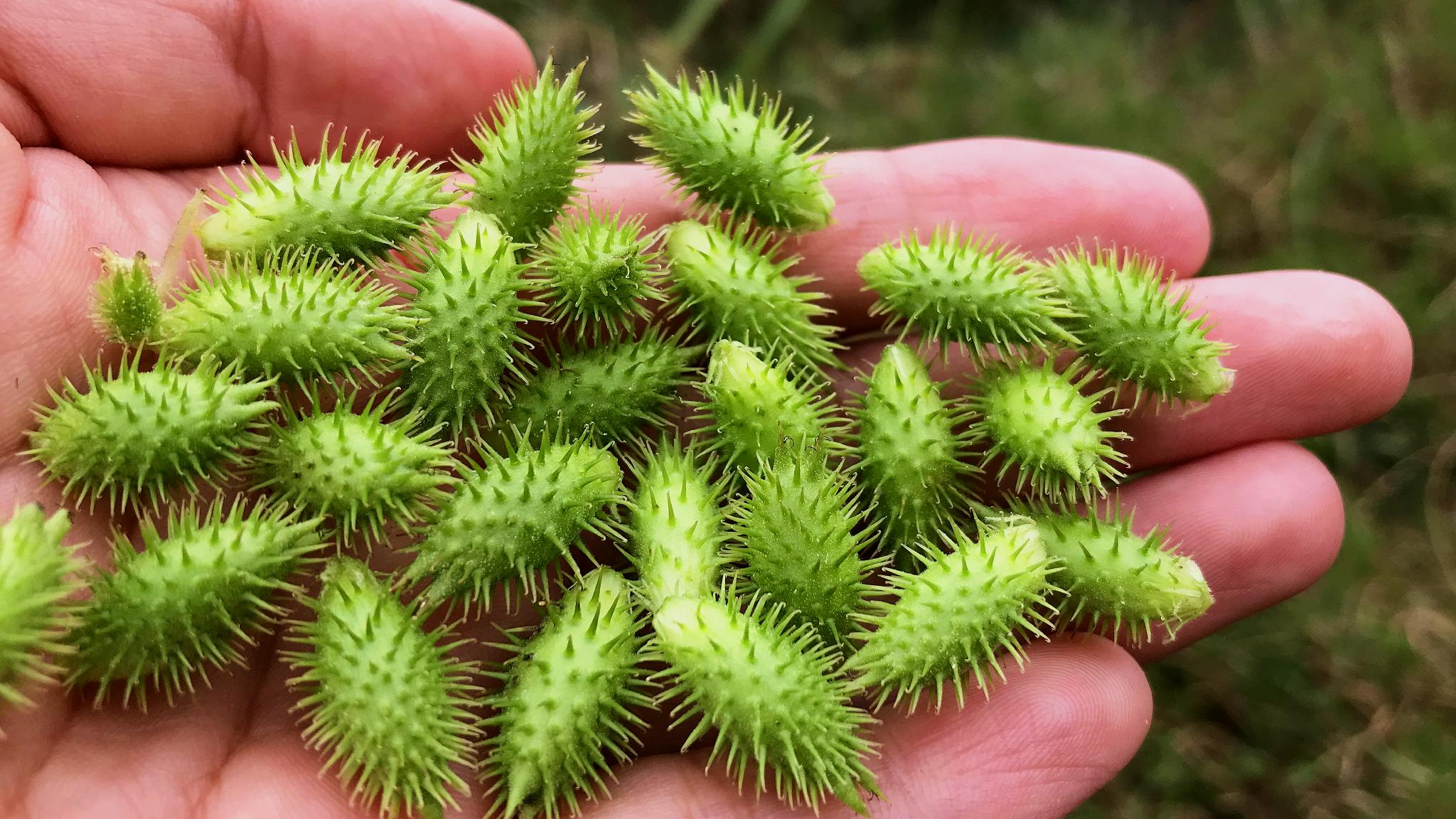 苍耳子(苍耳子油的功效与作用与副作用)