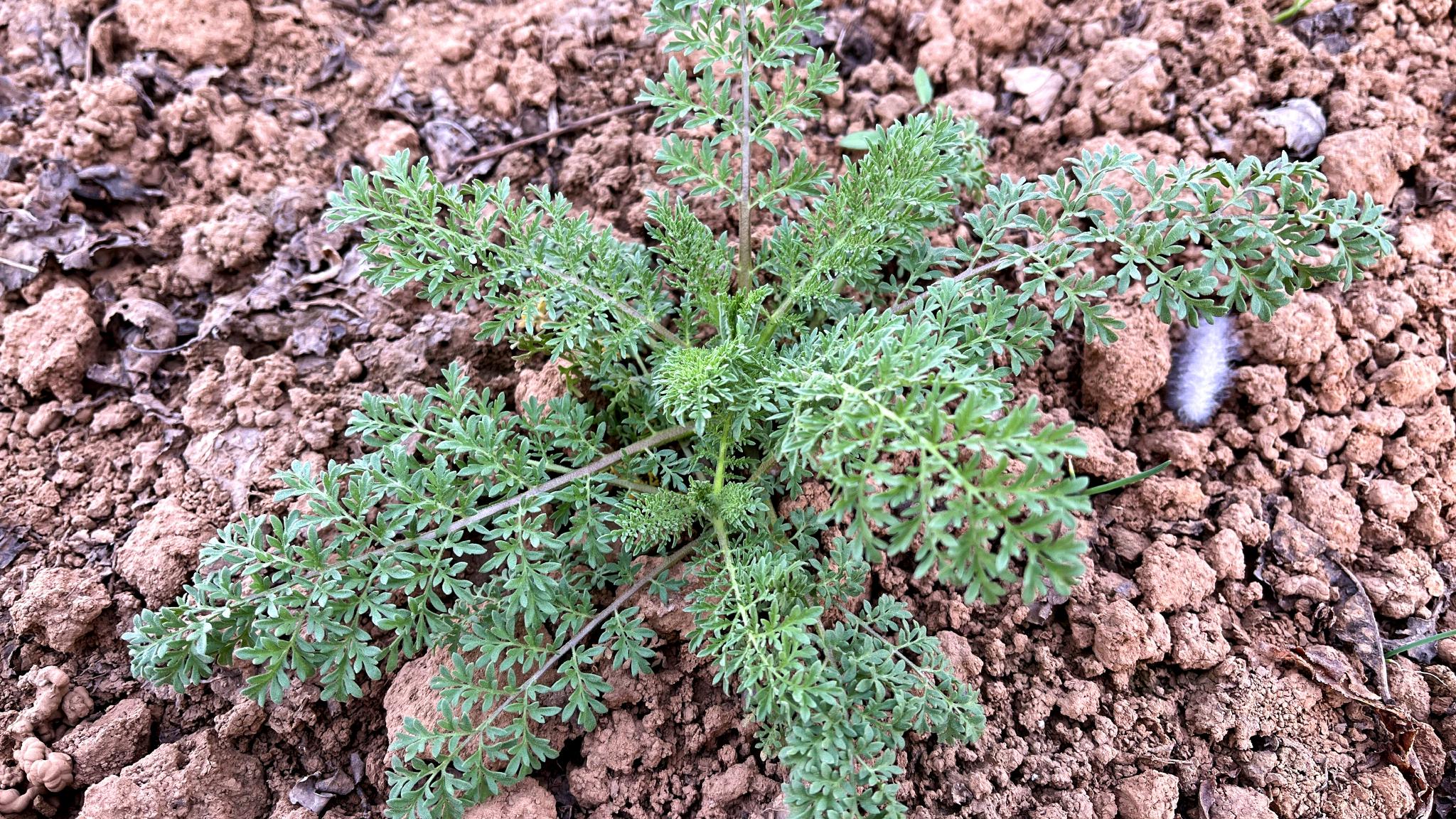 农村的麦蒿火了没想到它的价值这么高懂的人当宝挖回家