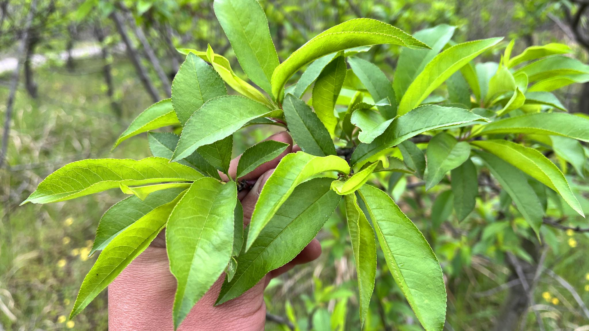 农村不起眼的桃树叶3大用途厉害了解决不少人烦恼