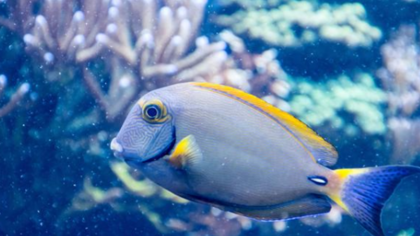 鱼的记忆远比我们想象的要长,为何人们却不愿承认?