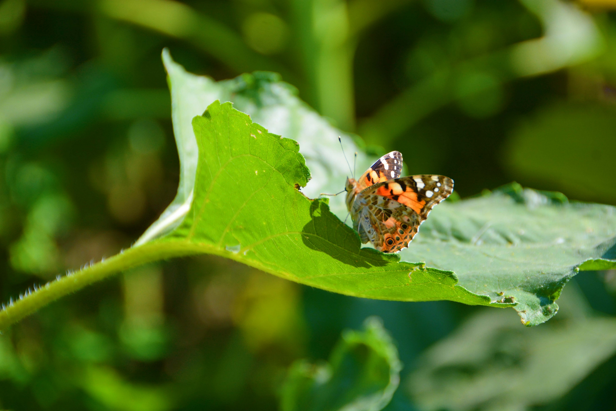 向日葵叶子上的银边蛱蝶,原创拍摄