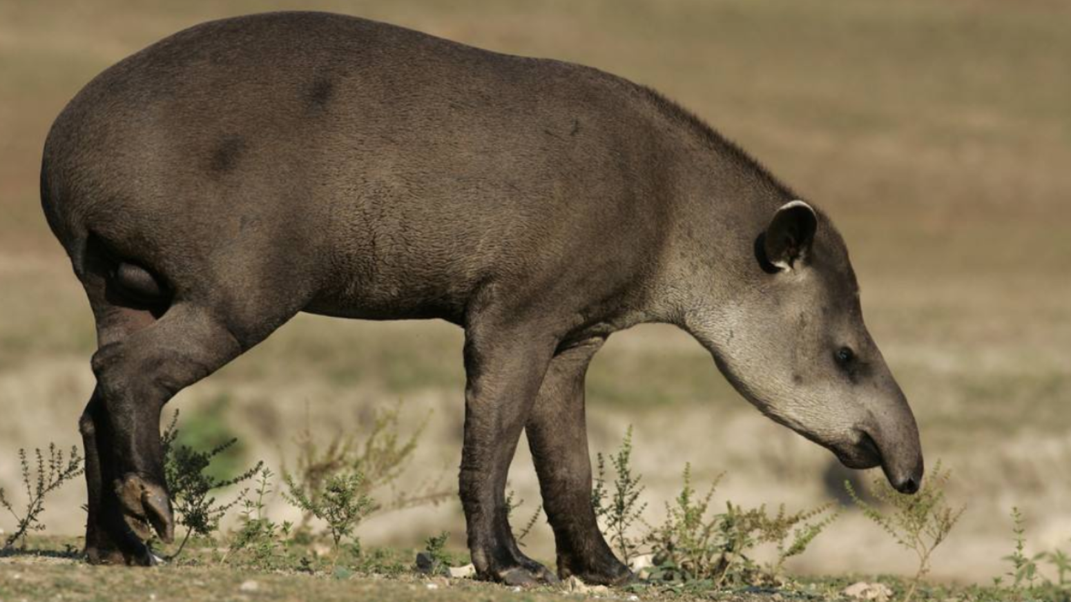 西伯利亚永久冻土层中发现5万年前的长毛犀牛 部分内脏保存完好