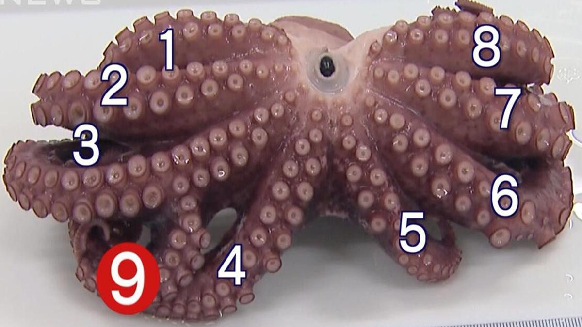 日本沿海惊现9足章鱼 专家称可能与再生能力有关