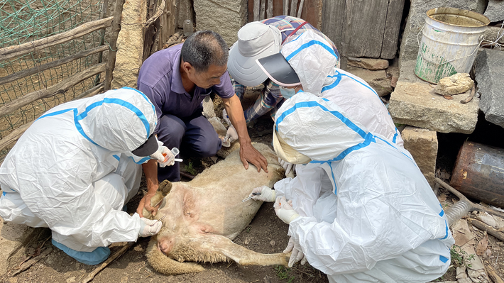 壹直播·我在|羊耳朵找出几十个蜱虫!记者"下乡"体验抓蜱全程