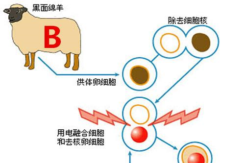 生物课本上著名的克隆羊多莉,如今怎么样了?结局令人后怕|细胞|人类|乳腺|基因|个体_新浪新闻