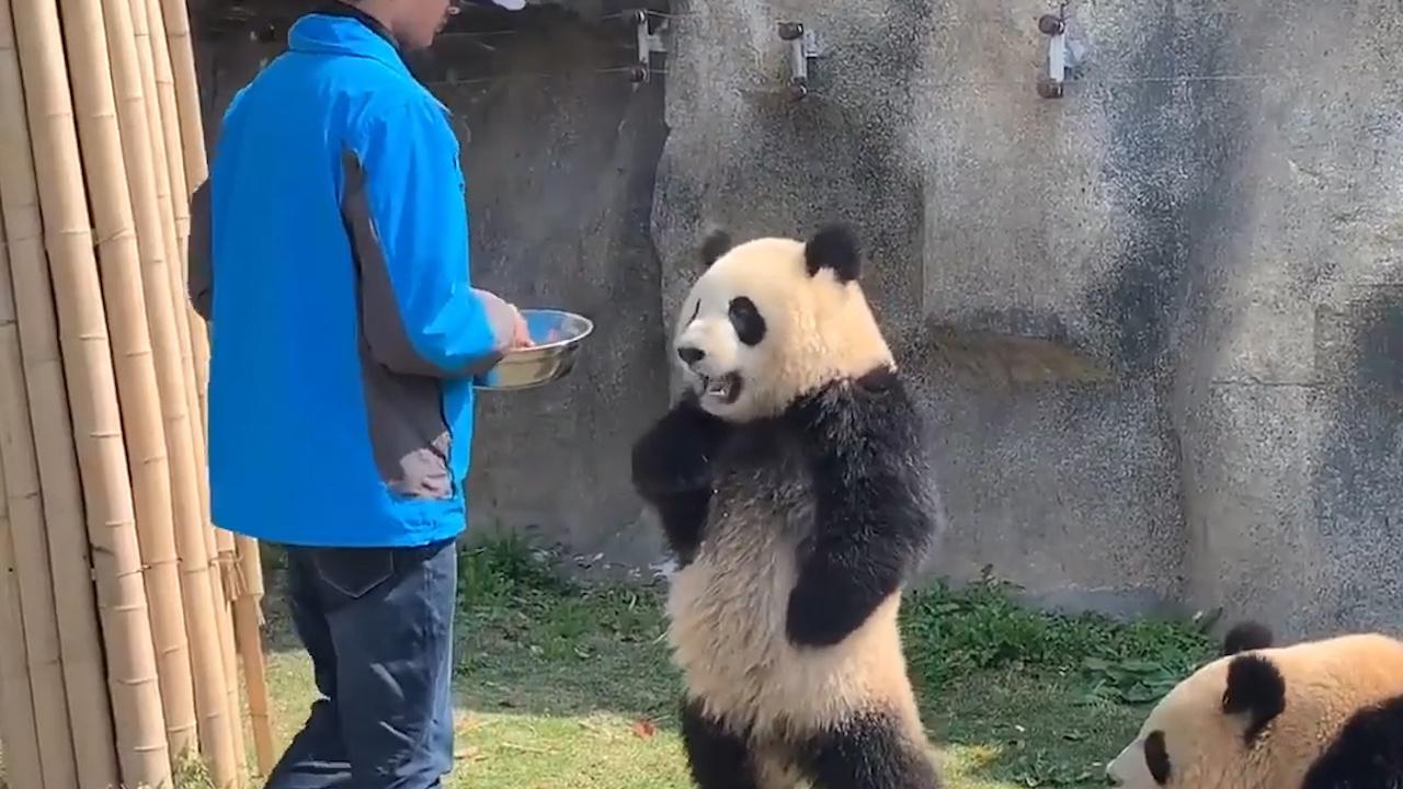 熊猫叉腰走红网络,一脸骄傲的表情,熊猫:请注意和我说话的态度