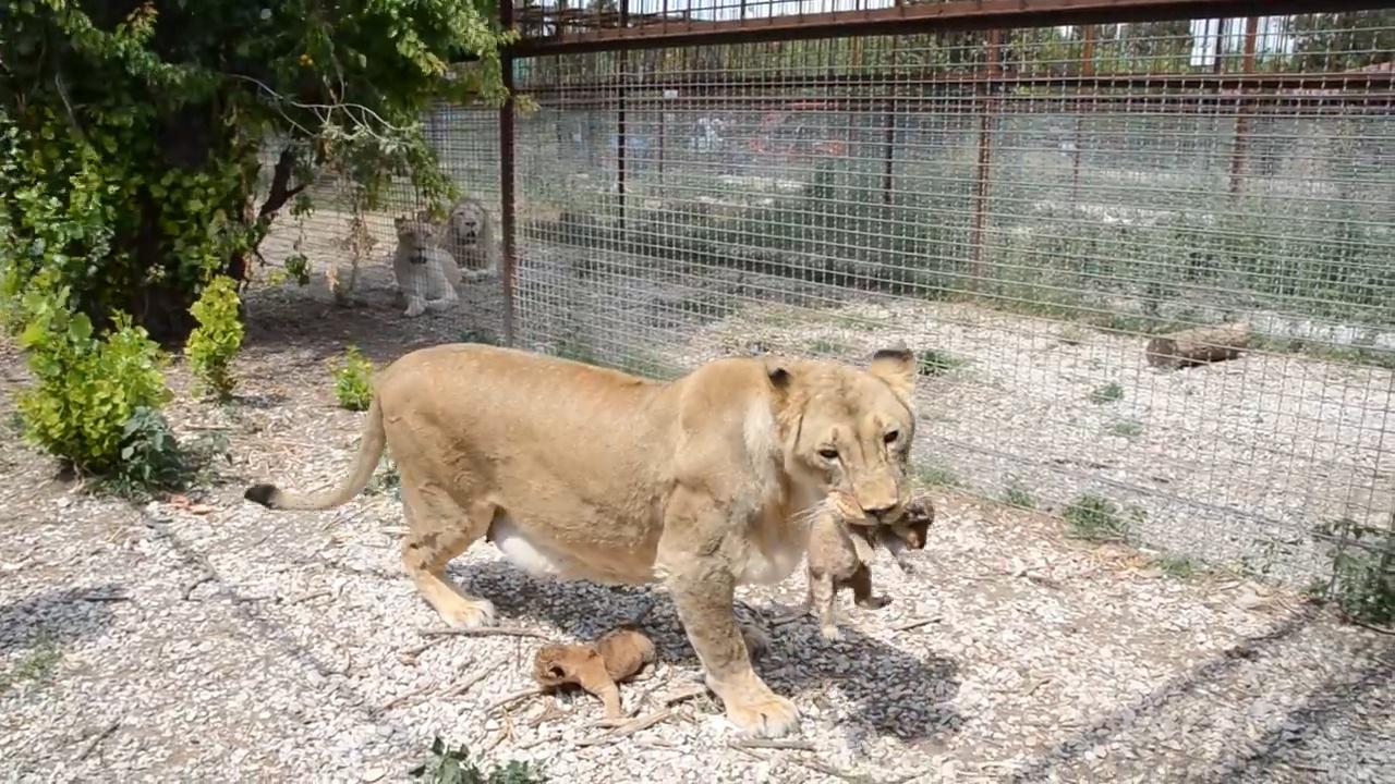 狮王负责外出狩猎 03:46 动物世界:母狮vs鳄鱼,只为保护小狮子顺利