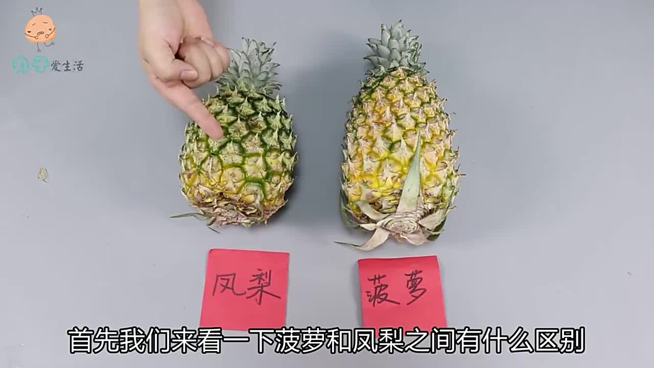 菠萝和凤梨的区别图片(菠萝和凤梨的区别图片 对照)