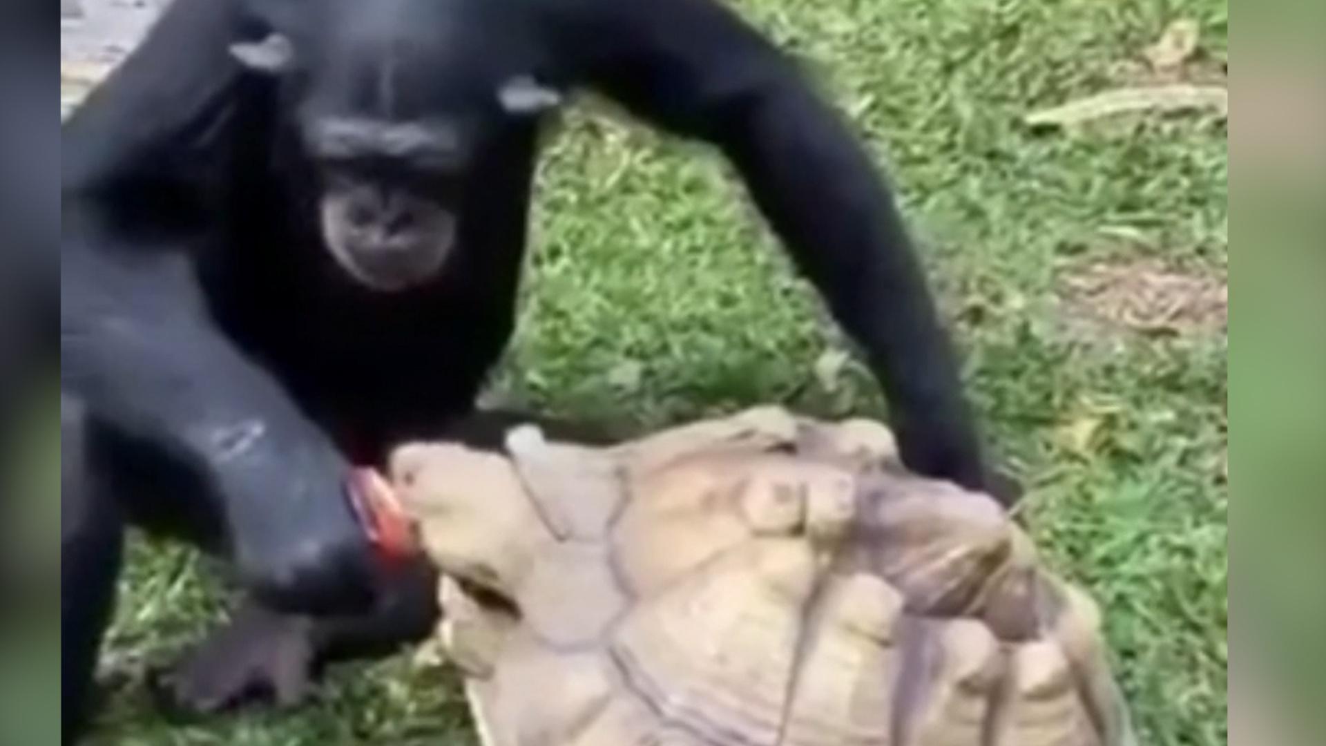 万物有灵 猩猩拿着苹果喂乌龟 一 人 一口超温馨