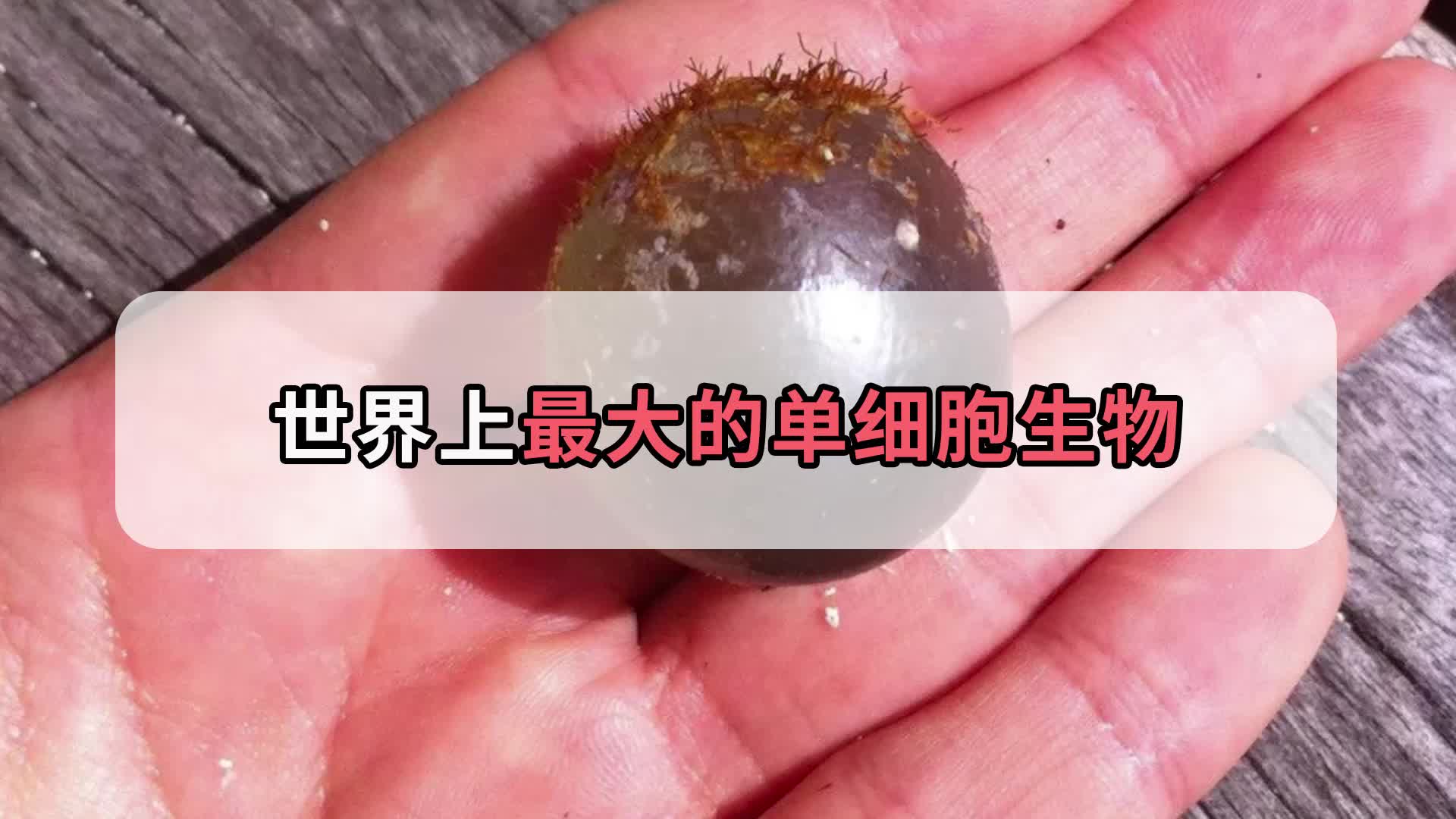 世界上超大的单细胞生物,居然可以自己复活