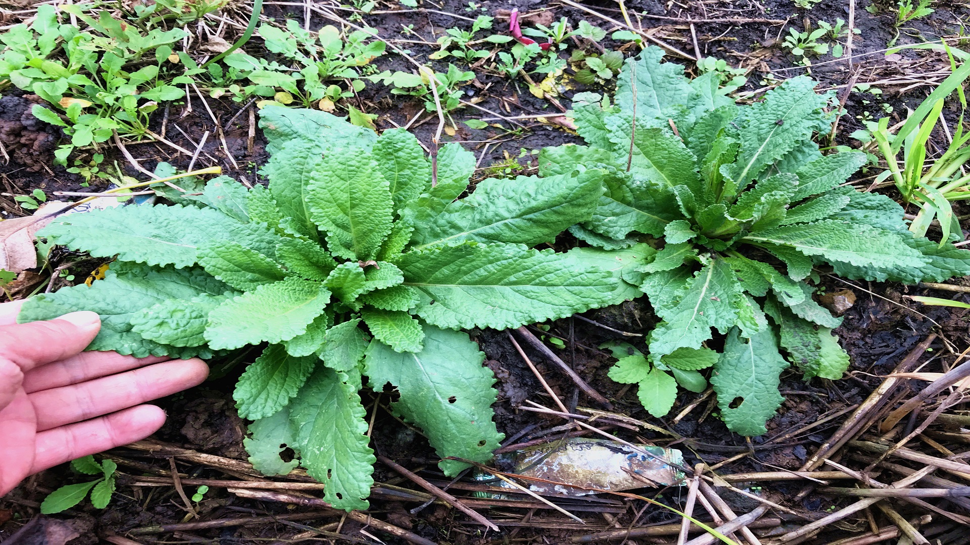 荔枝草又称"蛤蟆草"煮水,原来价值那么好?我赶紧挖几棵回家