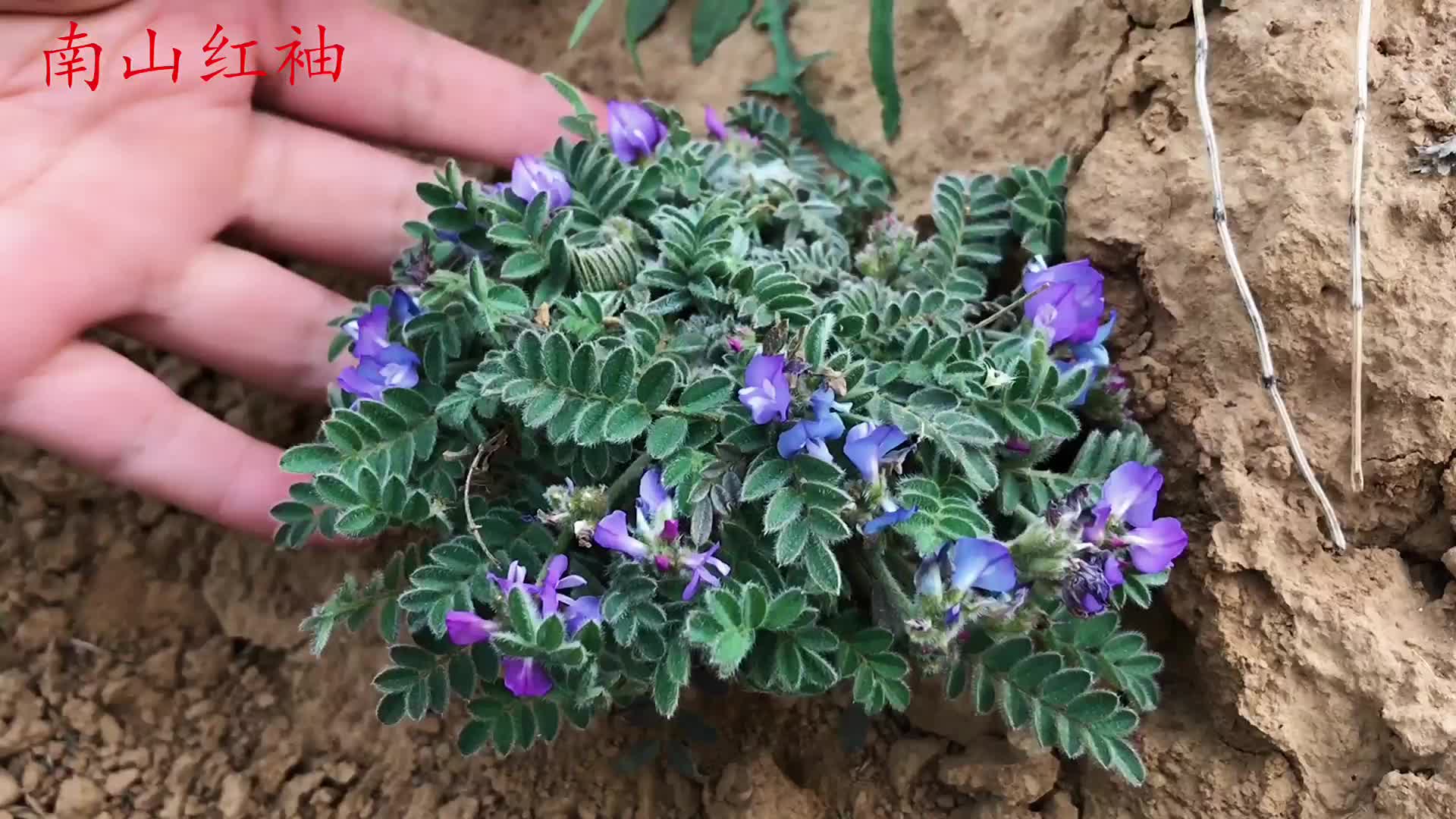 甜地丁捣碎加香油你知道它的妙用吗解决万千家庭的困扰