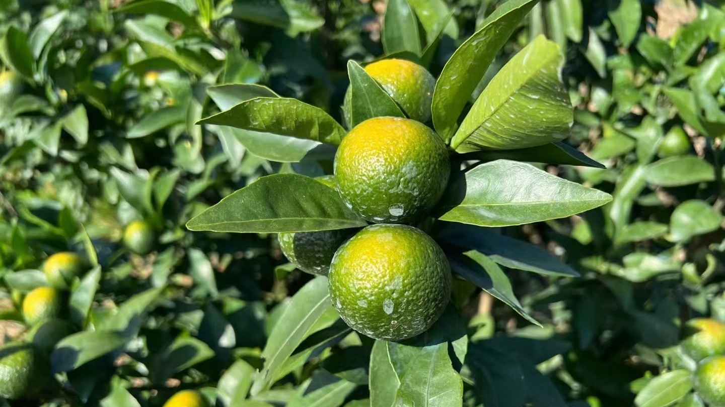 8月柑橘膨大期果子皮薄又持续高温被晒伤出现太阳果怎么办