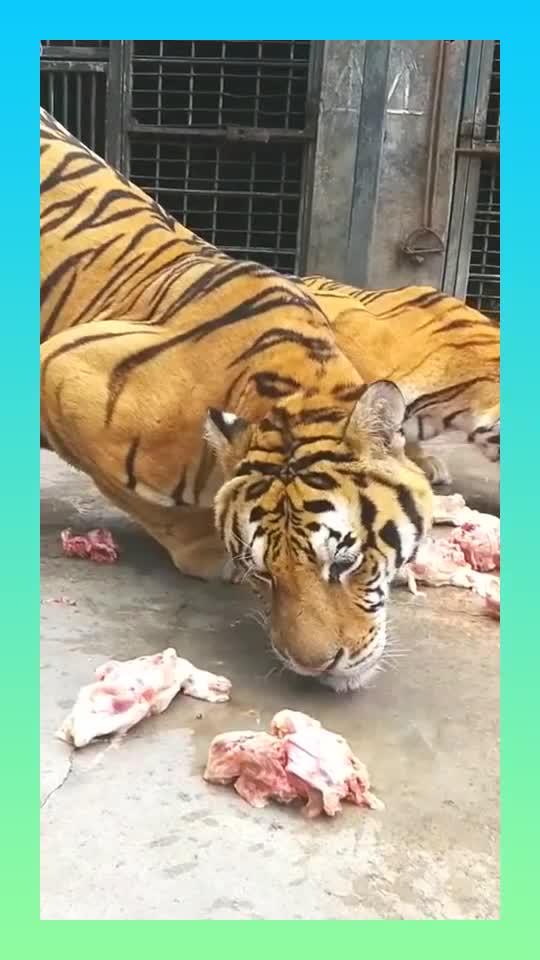 为何老虎每次吃肉之前,都要舔一舔地,这是有什么说法的吗?