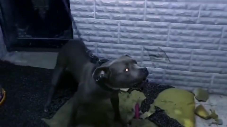 比特犬的脾气真狂暴 看它目露凶光的样子就害怕 太凶了 比特犬的脾气真狂暴 看它目露凶光的样子就害怕 太凶了