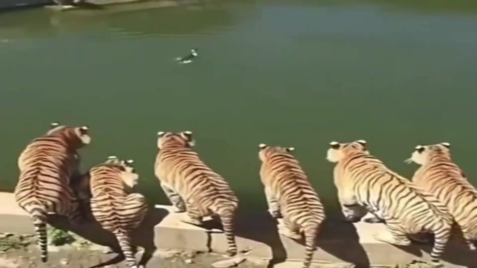 一群老虎对鸭子虎视眈眈,此时鸭子的心里是崩溃的