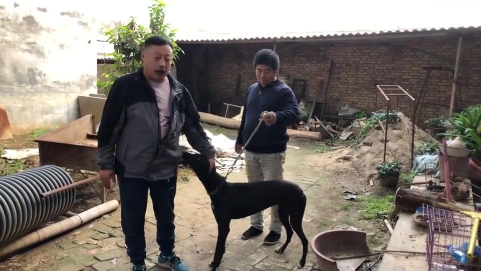 欣赏下这只正在训练中的格力犬,弹簧枪的孙女,将来必是赛道王者