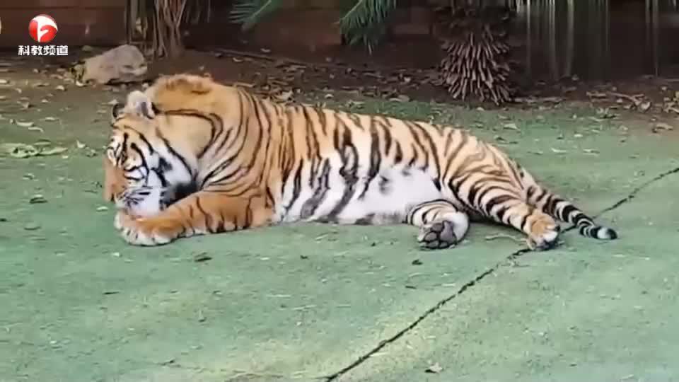 老虎吃饱饭就趴在地上舔爪子,也不运动运动,怪不得这么胖!