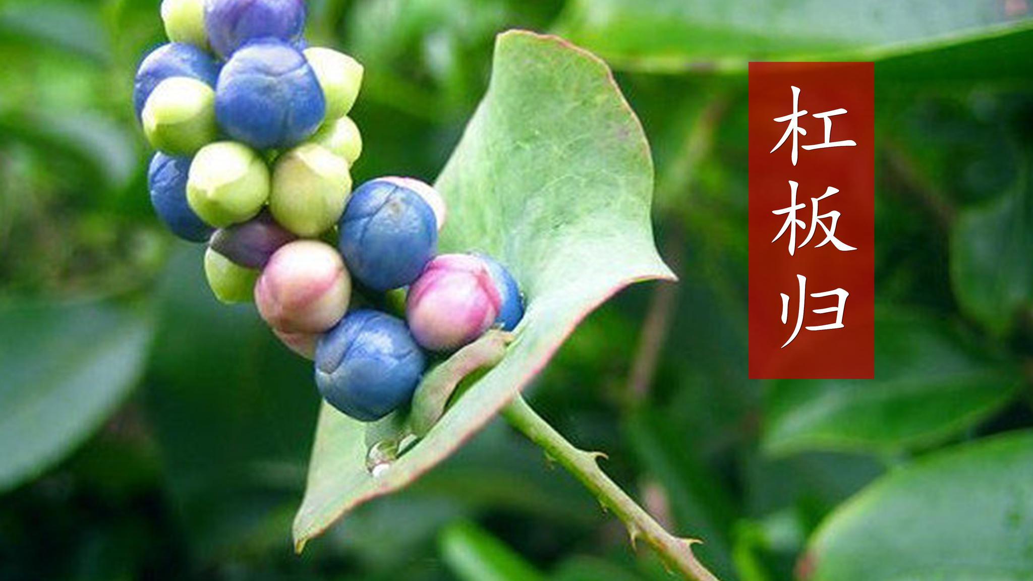 蛇都惧怕的杠板归,看视频涨知识哦