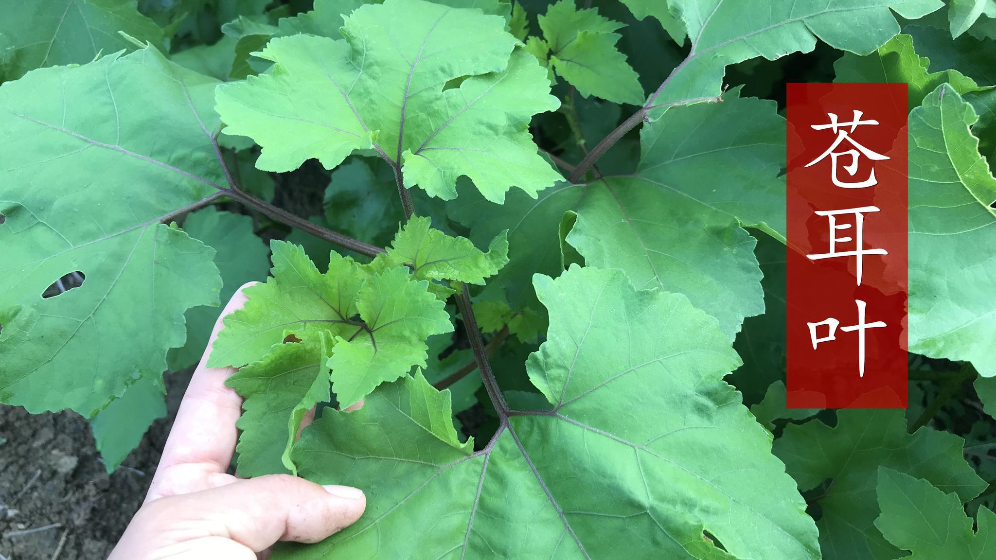 路边的苍耳叶,或许对你有帮助哦